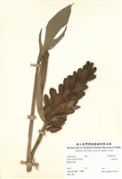 藏品(大輪月桃)的圖片